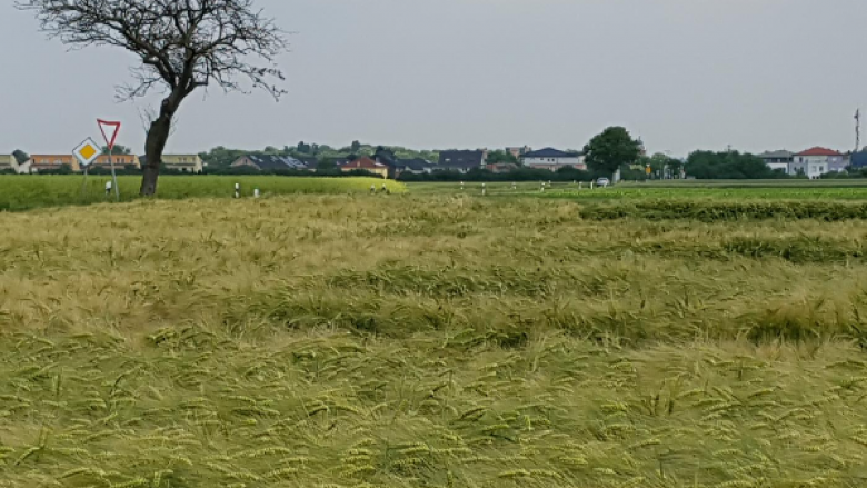 Gerstenfeld in Lechenich